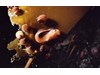 Photo of Snailfish - Liparis pulchellus